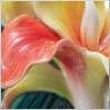 Brilliant Blooms  Canna Lily Collection - RETIRED
