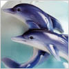 Dolphin Collection