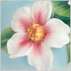 Everlasting Love Camellia Collection - RETIRED