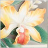 Magnificent Cattleya Orchid Collection