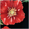 The Serenity Poppy Collection - RETIRED