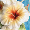 Tropical Beauty Hibiscus Collection